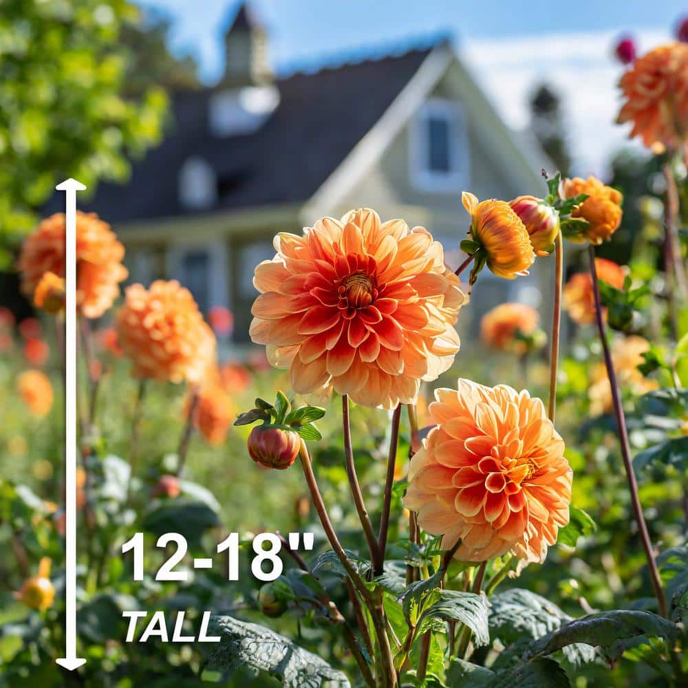  #1, Go-Go Peach Dahlia Flower Bulbs Bare Roots (Bag Of 12)