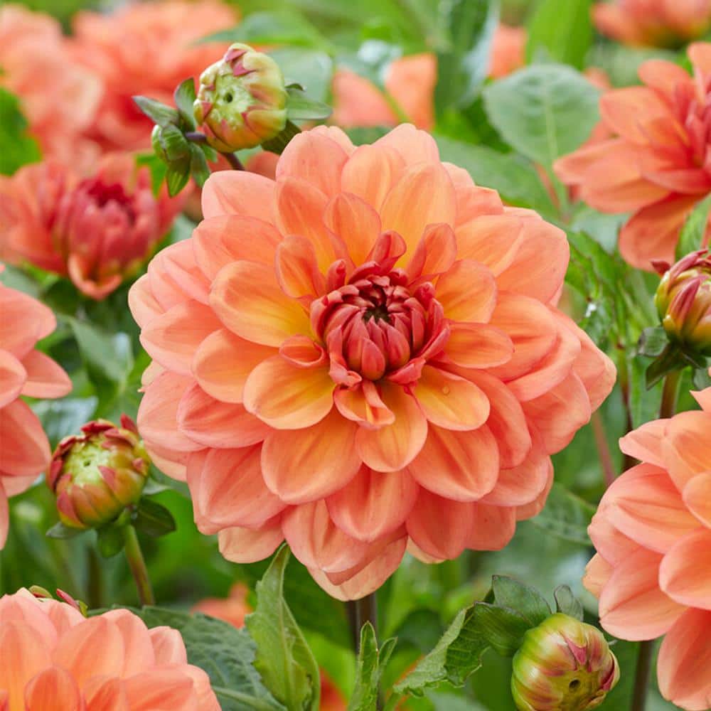  #1, Go-Go Peach Dahlia Flower Bulbs Bare Roots (Bag Of 12)