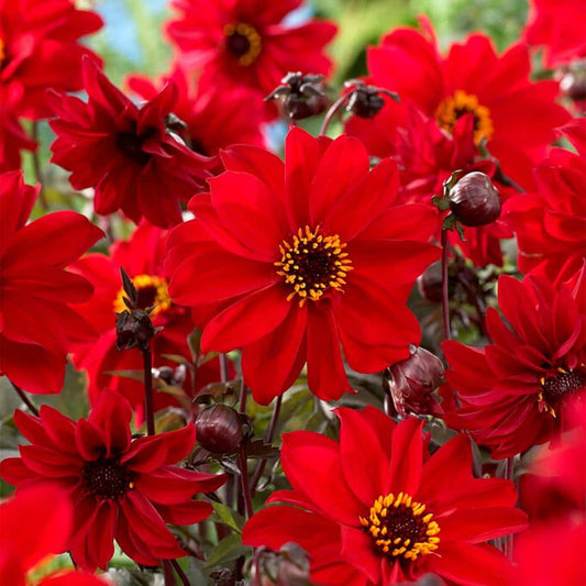  #1, Bishop Of Llandaff Dahlia Flower Bulbs Bare Roots (Bag Of 12)