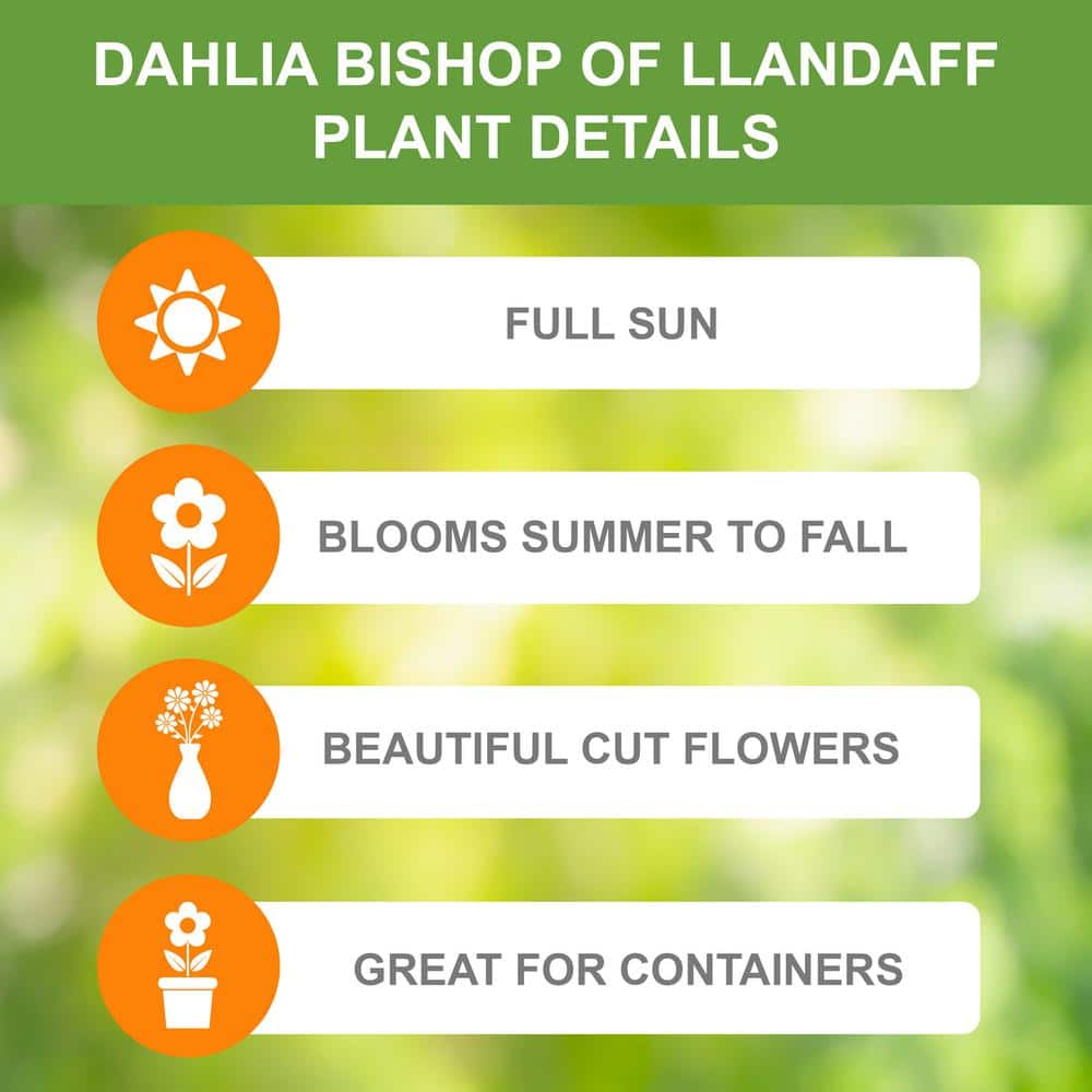 #1, Bishop Of Llandaff Dahlia Flower Bulbs Bare Roots (Bag Of 12)