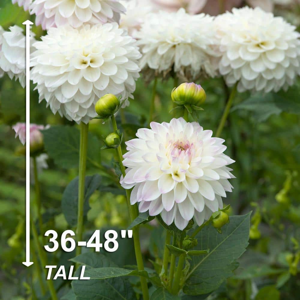  #1, Eveline Dahlia Flower Bulbs Bare Roots (Bag Of 4)