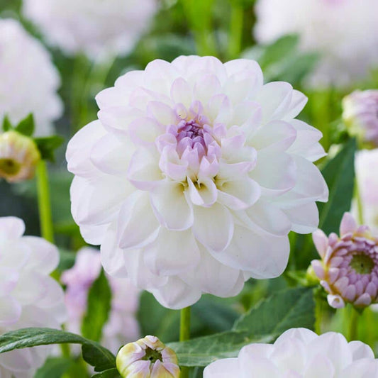  #1, Eveline Dahlia Flower Bulbs Bare Roots (Bag Of 8)