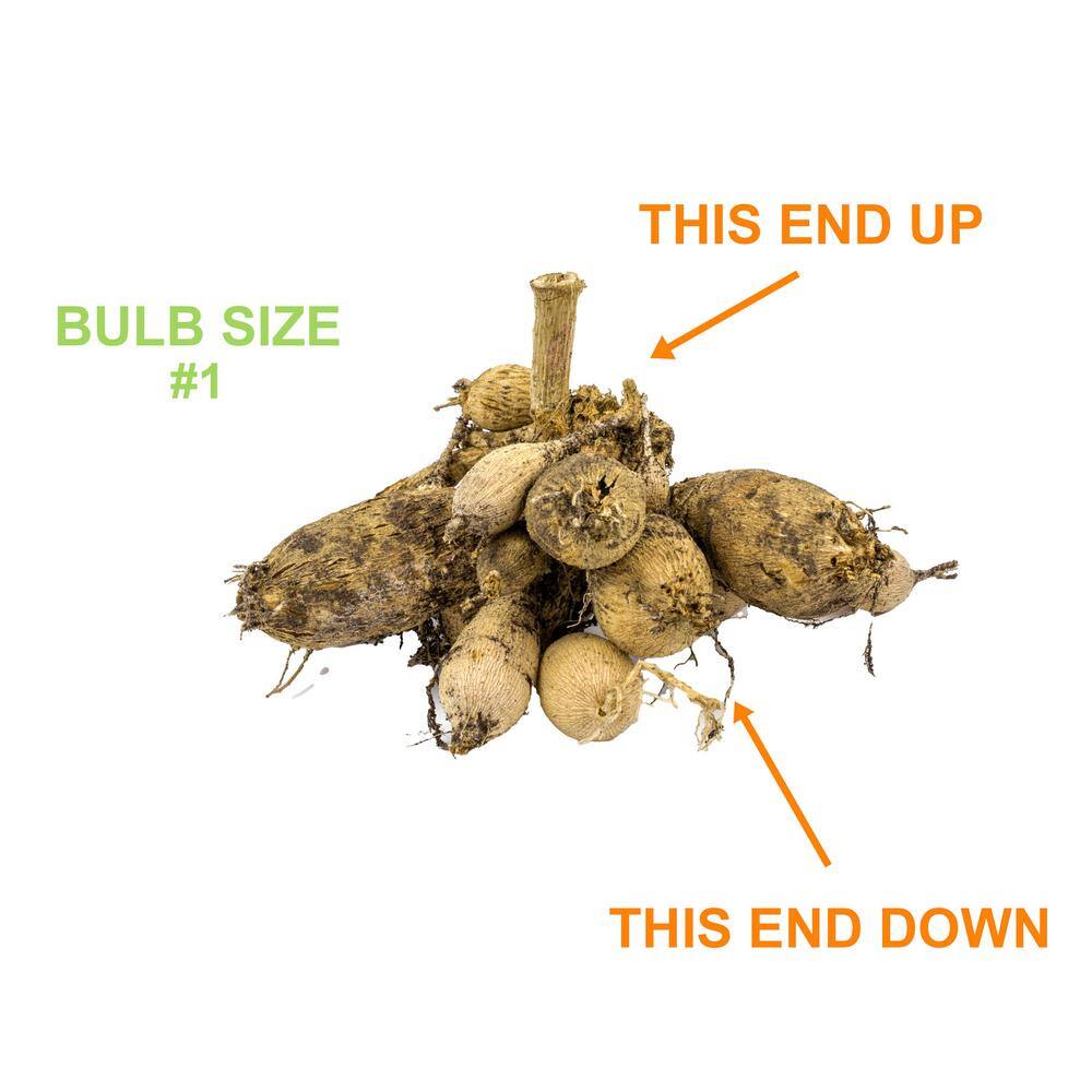  #1, Eveline Dahlia Flower Bulbs Bare Roots (Bag Of 12)