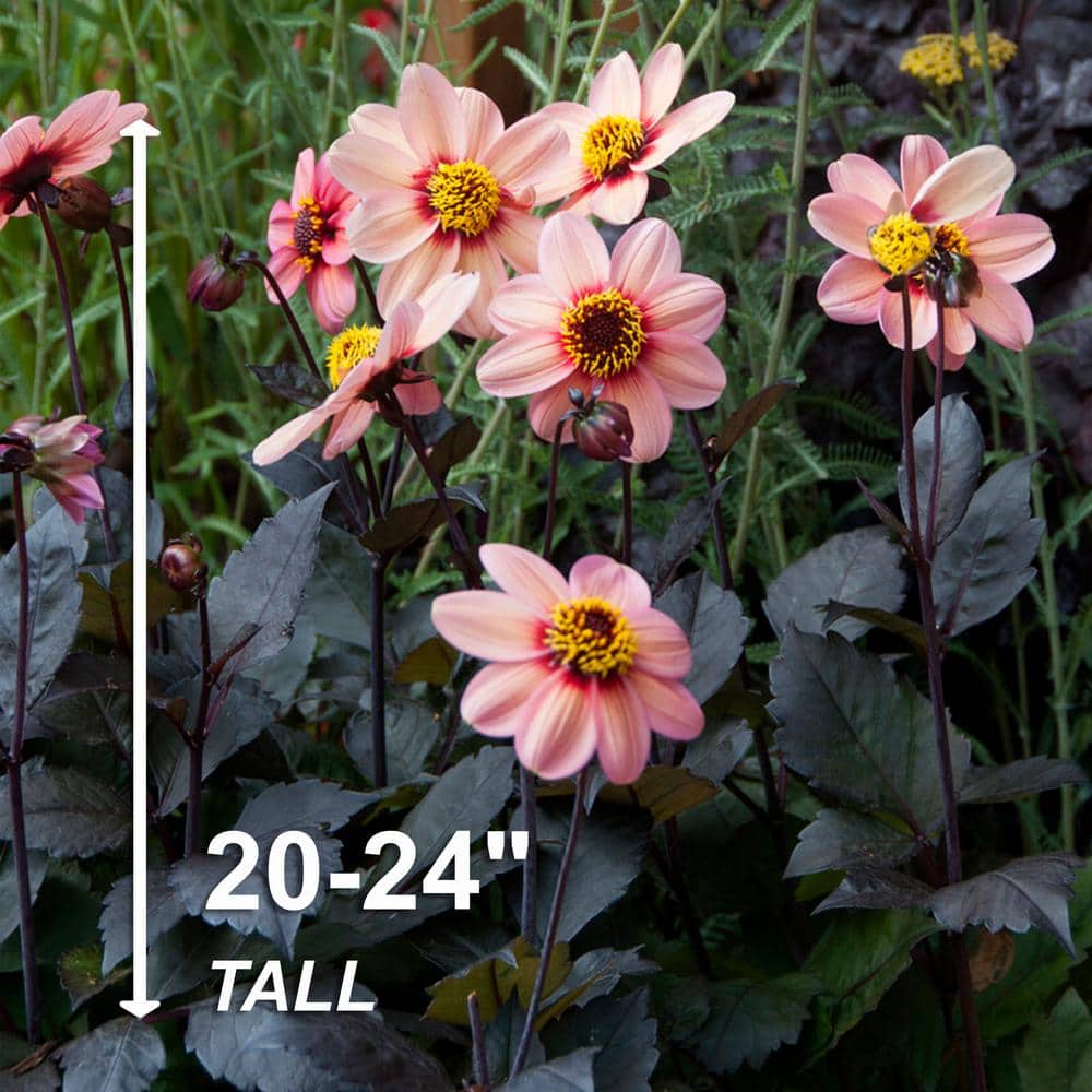  #1, HS Kiss Single Dahlia Flower Bulbs Bare Roots (Bag Of 8)