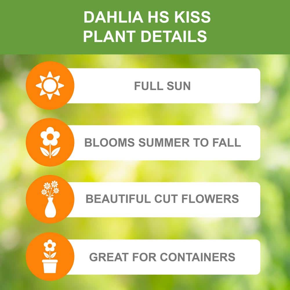  #1, HS Kiss Single Dahlia Flower Bulbs Bare Roots (Bag Of 8)