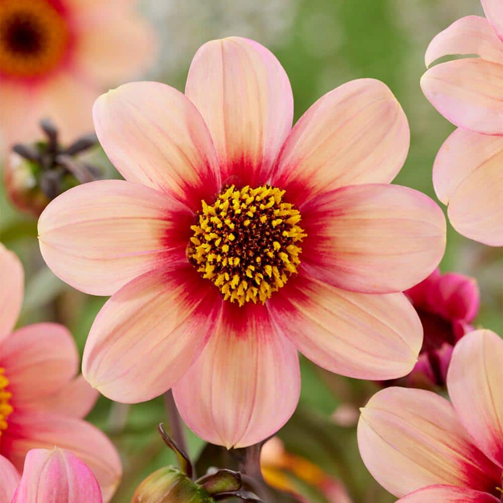  #1, HS Kiss Single Dahlia Flower Bulbs Bare Roots (Bag Of 12)