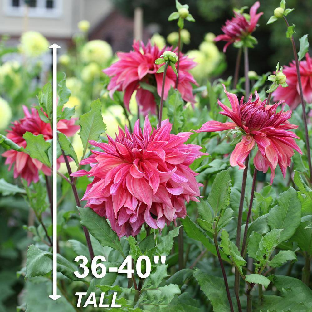  1#, Maki Dinnerplate Dahlia Flower Bulbs Bare Roots (Bag Of 8)