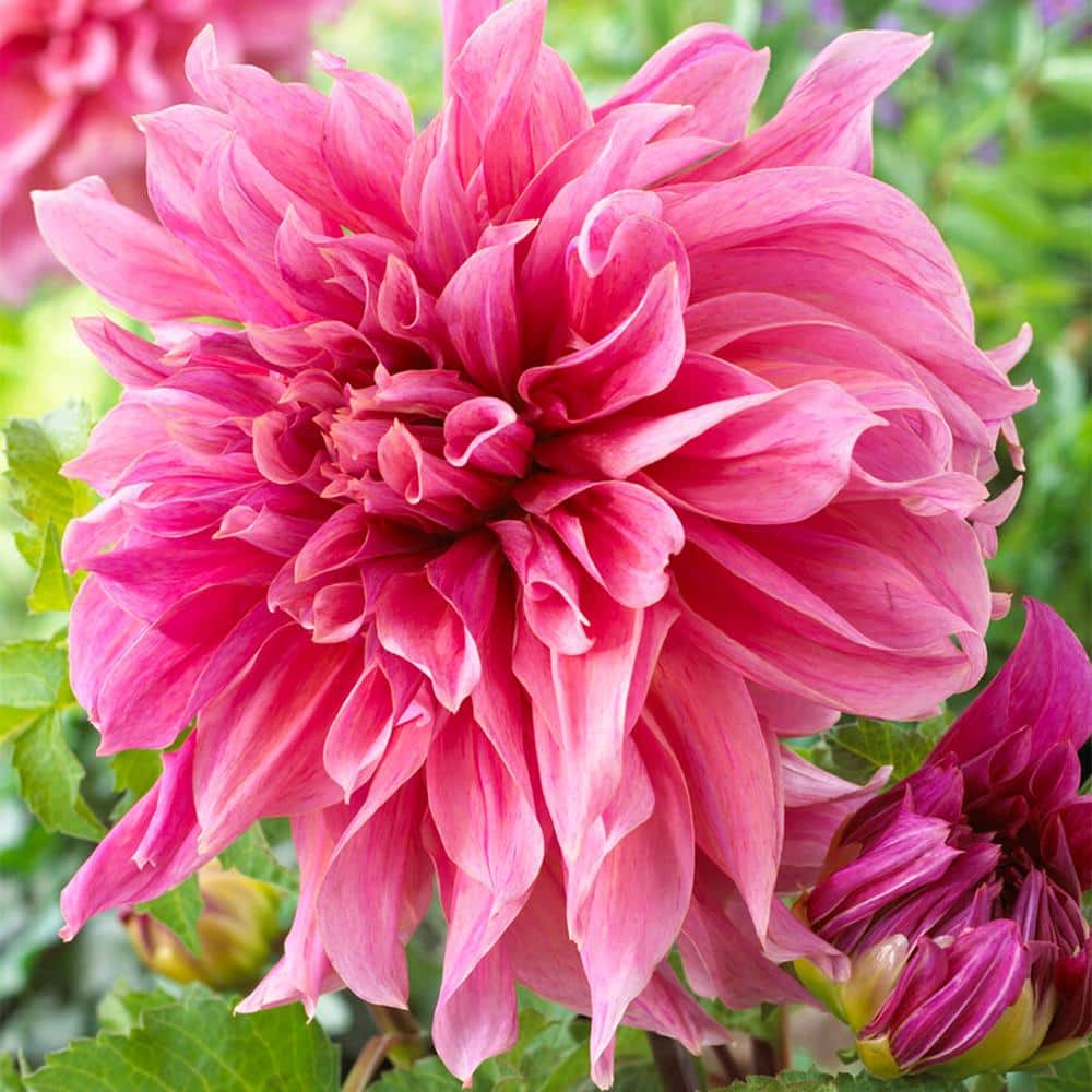  #1, Maki Dinnerplate Dahlia Flower Bulbs (Bag Of 12)