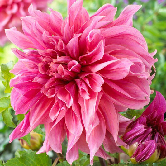  #1, Maki Dinnerplate Dahlia Flower Bulbs (Bag Of 12)