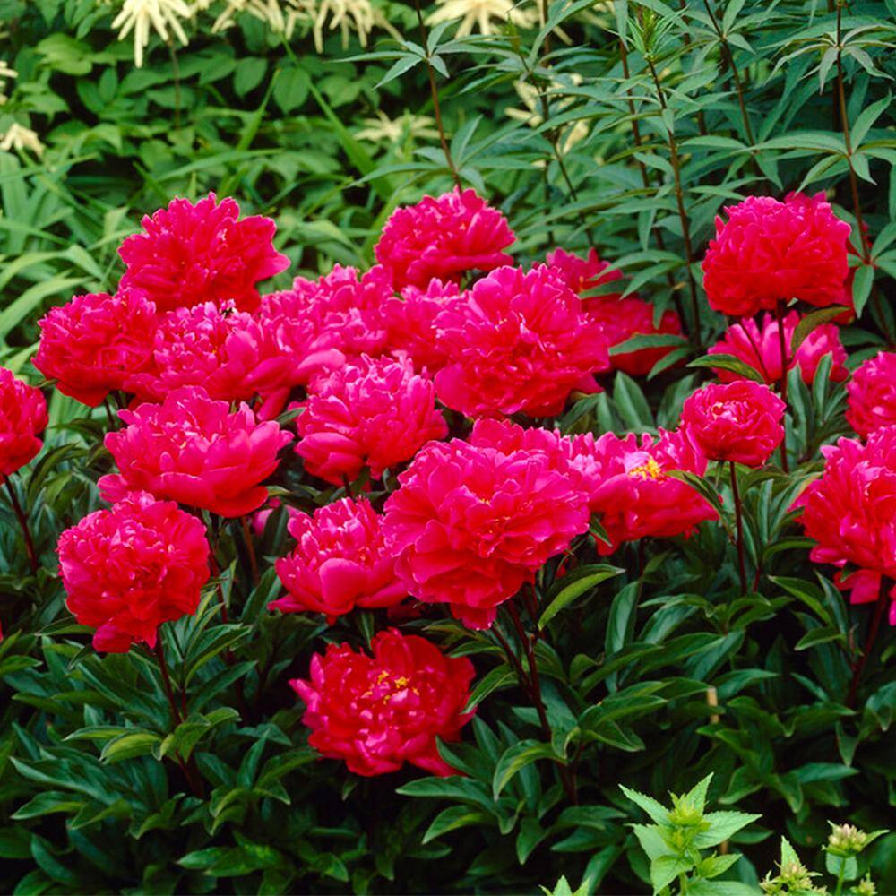  2/3 Eyes, Karl Rosenfield Peony Flower Bulbs Bare Roots (Bag Of 3)