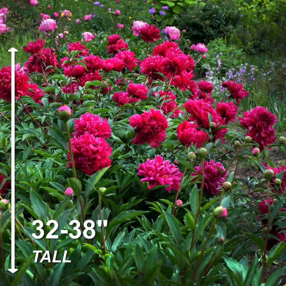  2/3 Eyes, Karl Rosenfield Peony Flower Bulbs Bare Roots (Bag Of 3)