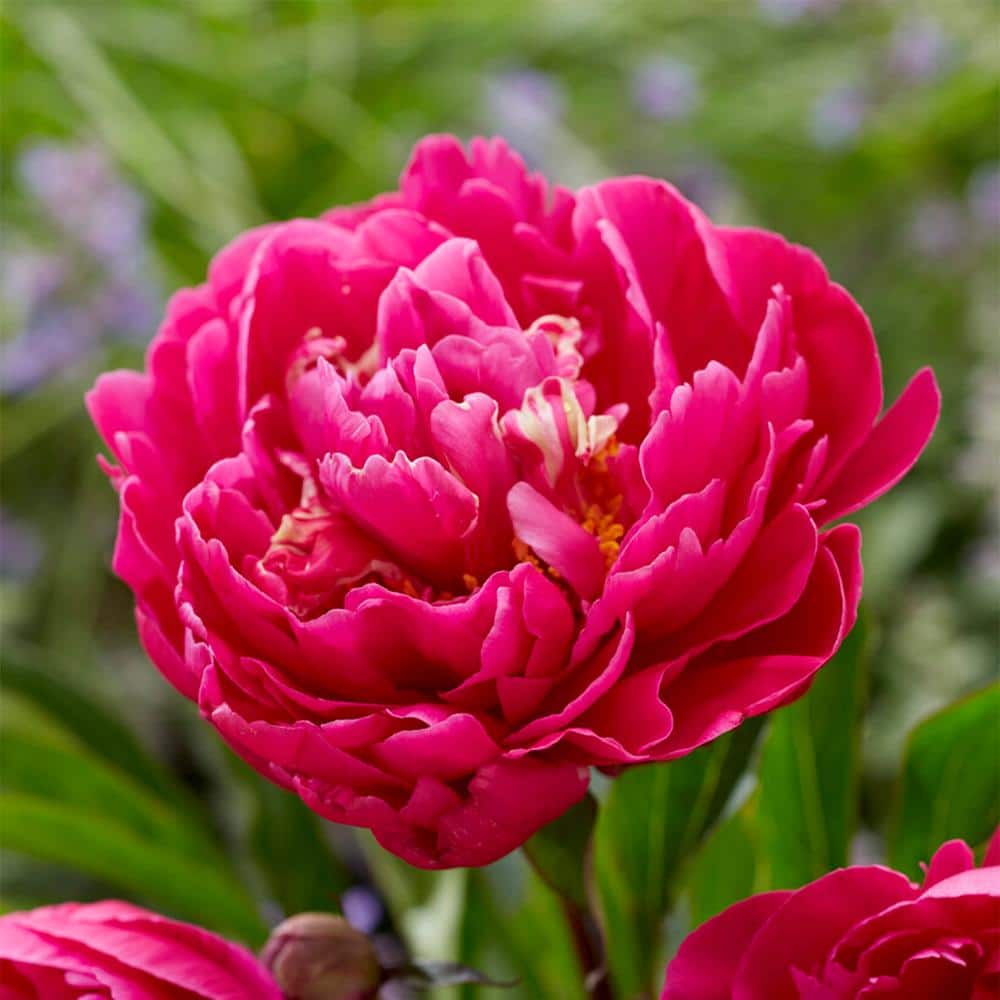  2/3 Eyes, Karl Rosenfield Peony Flower Bulbs Bare Roots (Bag Of 3)
