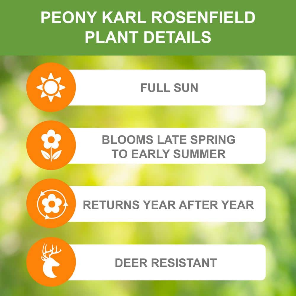 2/3 Eyes, Karl Rosenfield Peony Flower Bulbs Bare Roots (Bag Of 3)