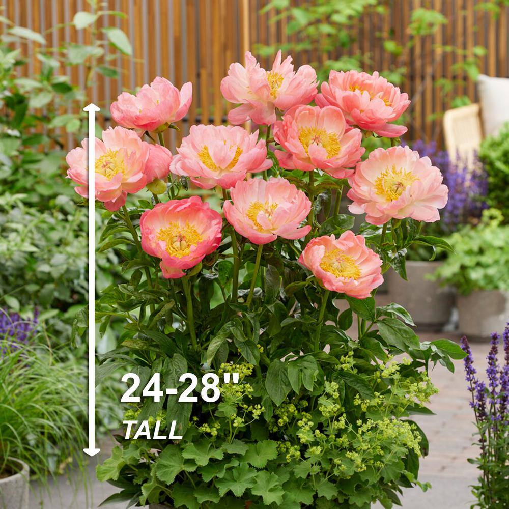  2/3 Eyes, Coral Sunset Peony Flower Bulbs Bare Roots (Bag Of 3)