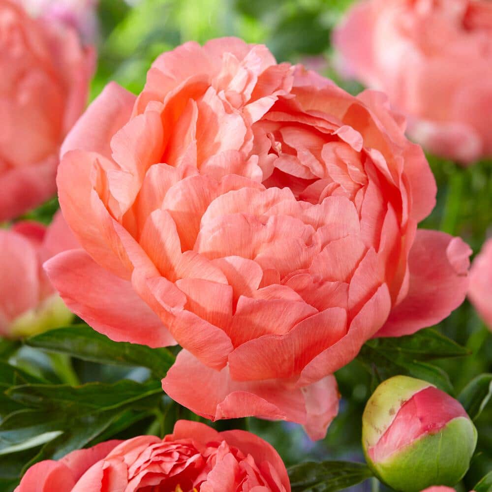  2/3 Eyes, Coral Sunset Peony Flower Bulbs, Bare Roots (Bag Of 9)