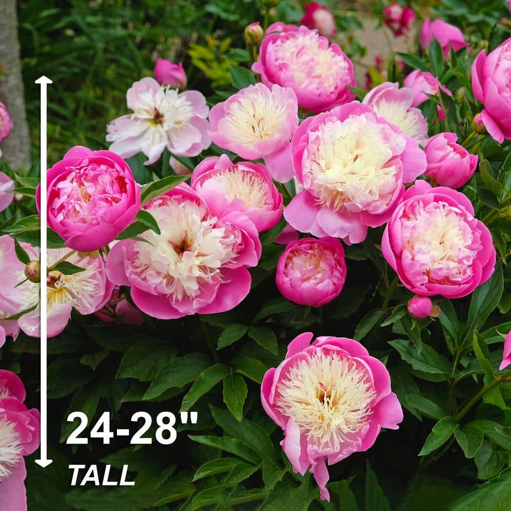  2/3 Eyes, Bowl Of Beauty Peony Flower Bulbs Bare Roots (Bag Of 9)