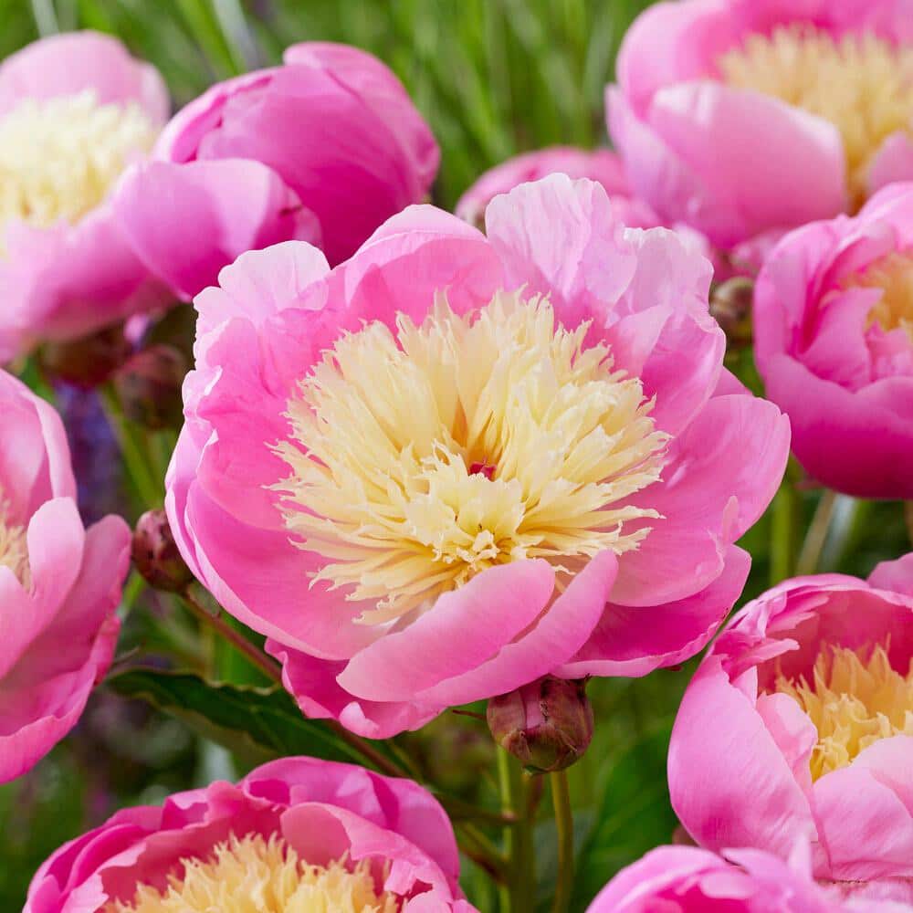  2/3 Eyes, Bowl Of Beauty Peony Flower Bulbs Bare Roots (Bag Of 9)