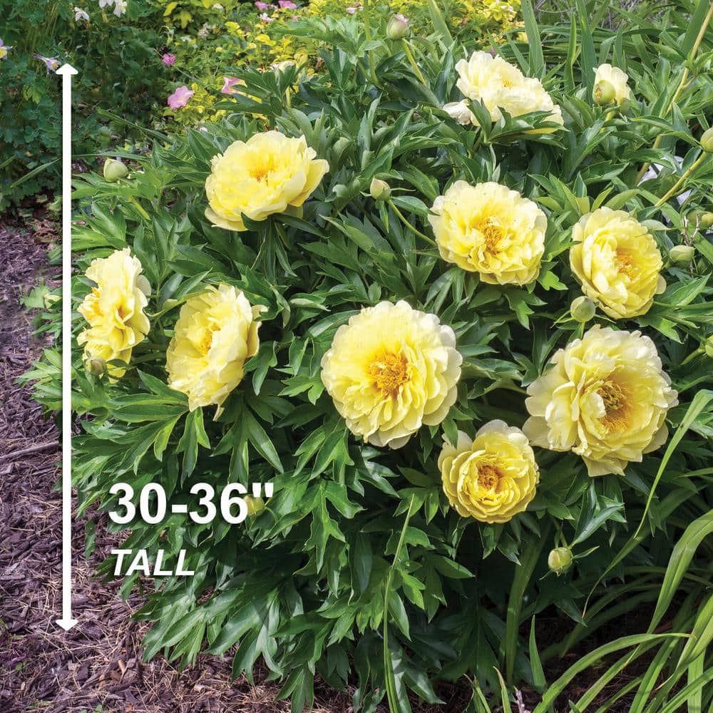  3/5 Eyes, Bartzella Itoh Peony Flower Bulbs, Live Bare Root (Bag Of 1)