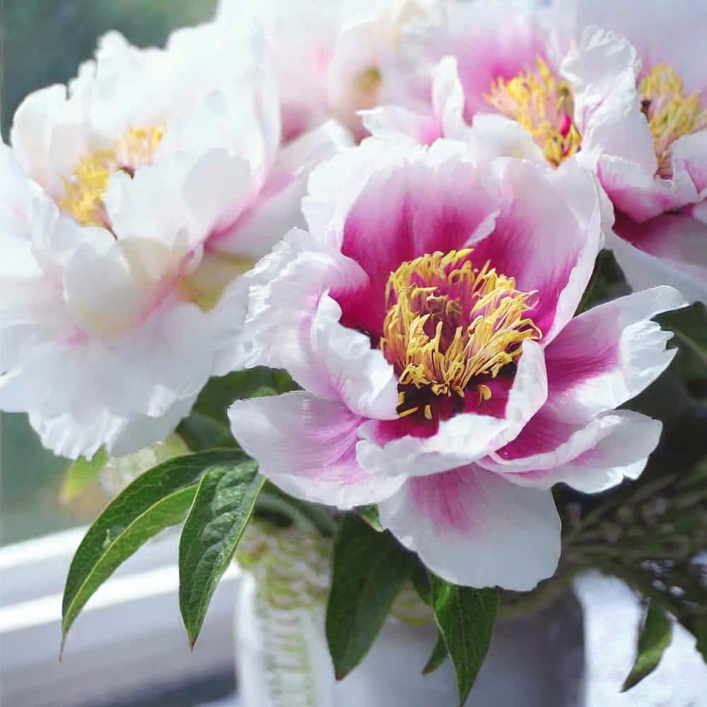  3/5 Eyes, Pink Cora Louise Itoh Peony Flower Bulbs, Live Bare Root (Bag Of 1)