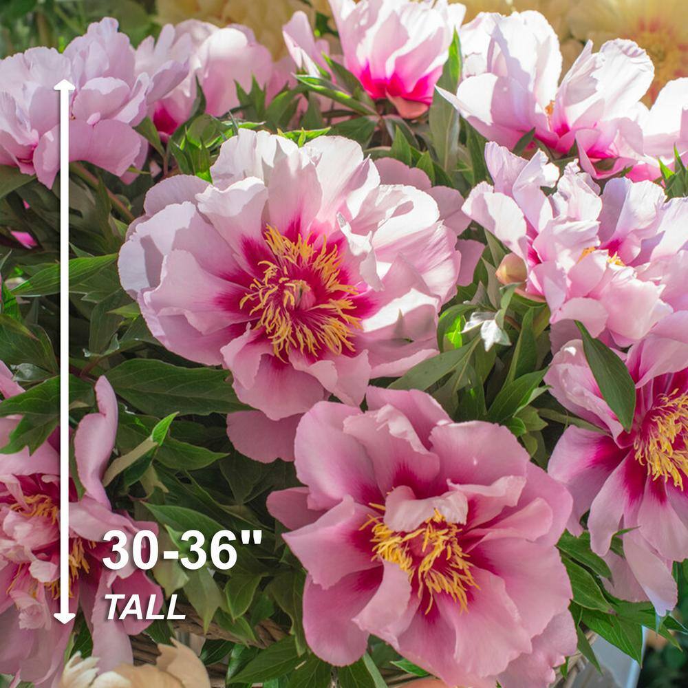  3/5 Eyes, Pink Cora Louise Itoh Peony Flower Bulbs, Live Bare Root (Bag Of 1)
