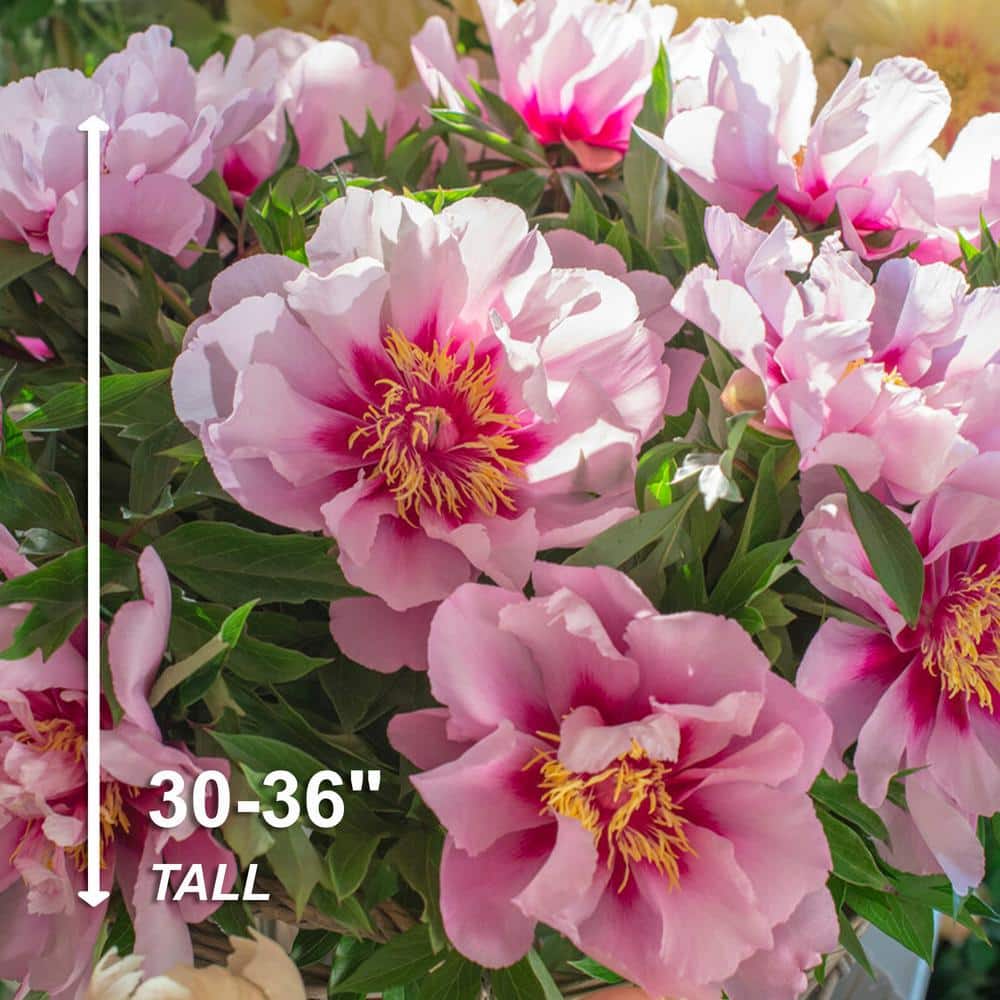  3/5 Eyes, Pink Cora Louise Itoh Peony Flower Bulbs, Live Bare Roots (Bag Of 2)