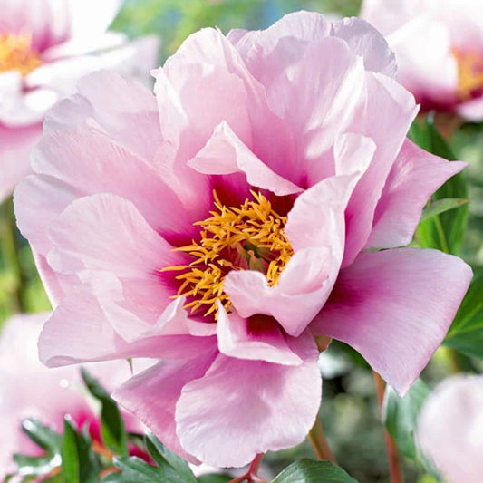  3/5 Eyes, Pink Cora Louise Itoh Peony Flower Bulbs, Live Bare Roots (Bag Of 2)