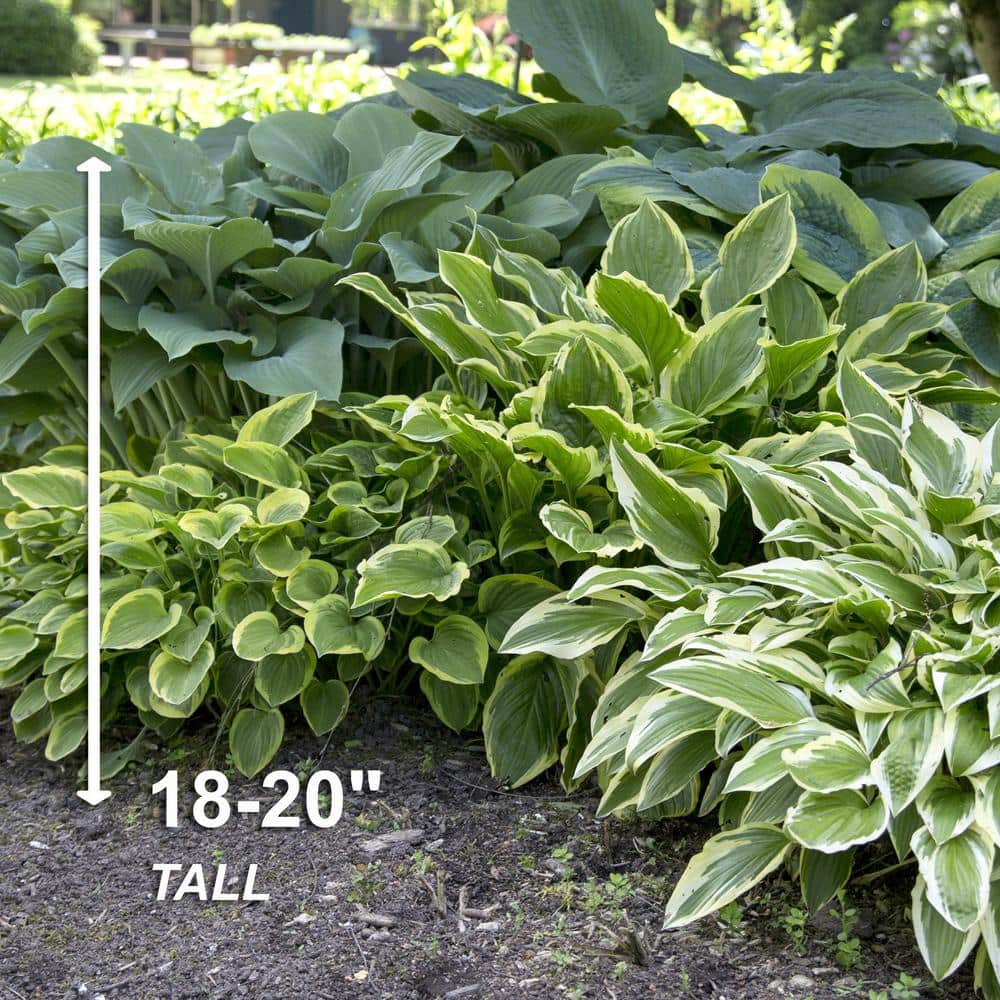  #1, Multi-Color Variegated Mix Hosta Bulbs, Bare Roots (Bag Of 12)