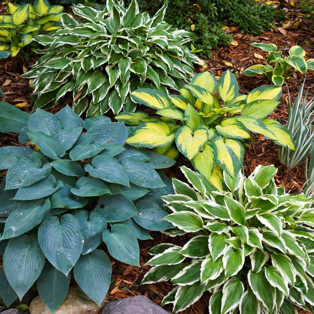  #1, Multi-Color Variegated Mix Hosta Bulbs, Bare Roots (Bag Of 12)