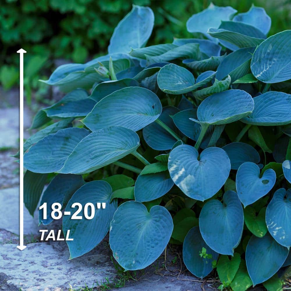  #1, Blue Mix Hosta Bulbs, Bare Roots (Bag Of 3)