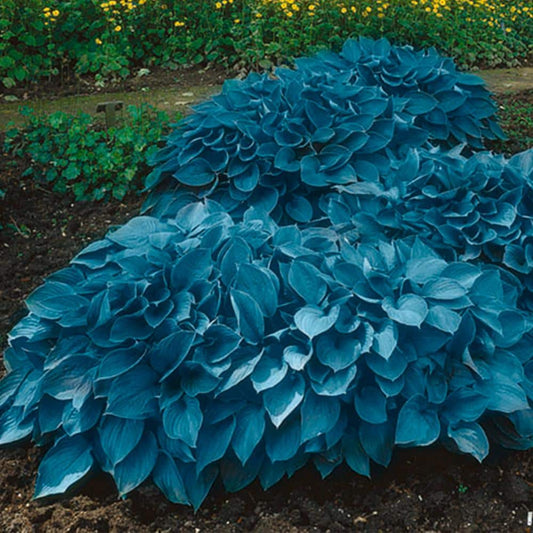  #1, Blue Mix Hosta Bulbs, Bare Roots (Bag Of 9)