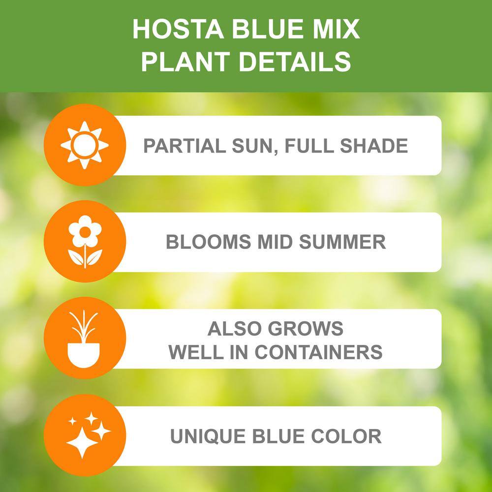  #1, Blue Mix Hosta Bulbs, Bare Roots (Bag Of 9)