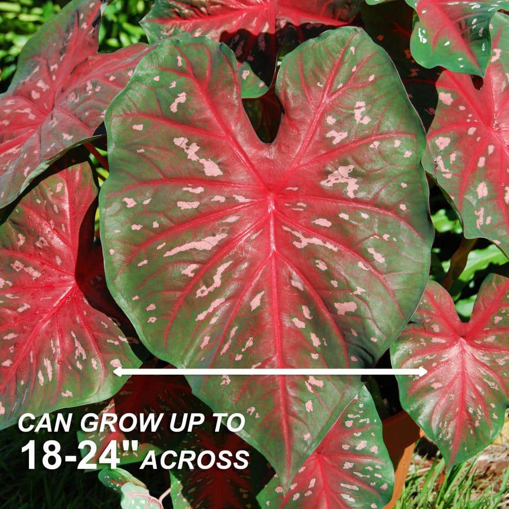  Fancy Red Flash Caladium Bulbs, Bare Roots (Bag Of 10)