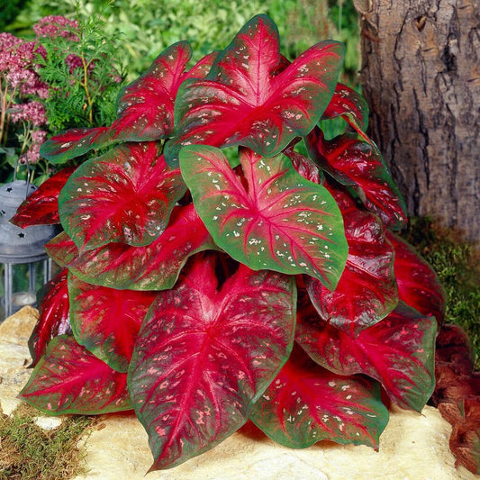  Fancy Red Flash Caladium Bulbs, Bare Roots (Bag Of 20)