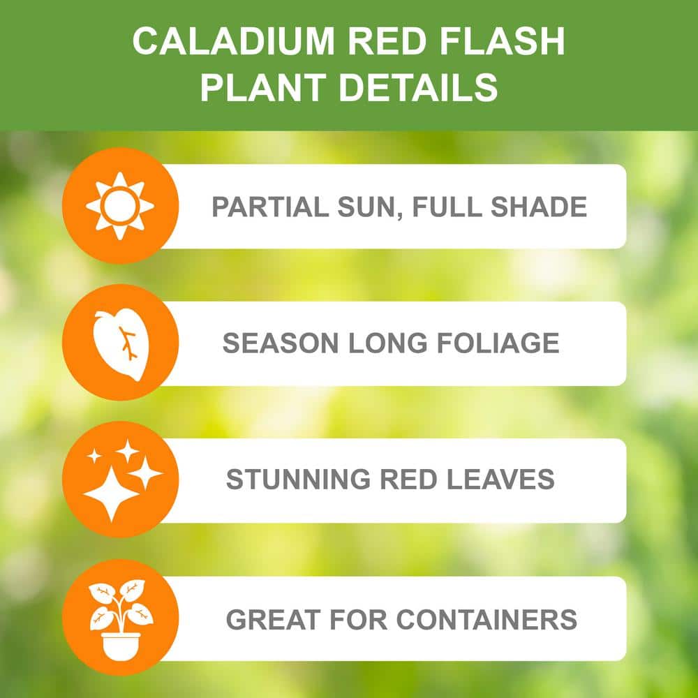  Fancy Red Flash Caladium Bulbs, Bare Roots (Bag Of 20)