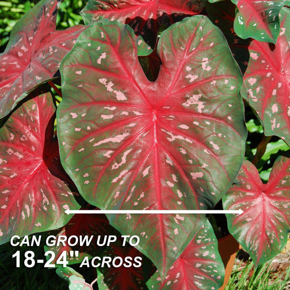  Fancy Red Flash Caladium Bulbs, Bare Roots (Bag Of 40)