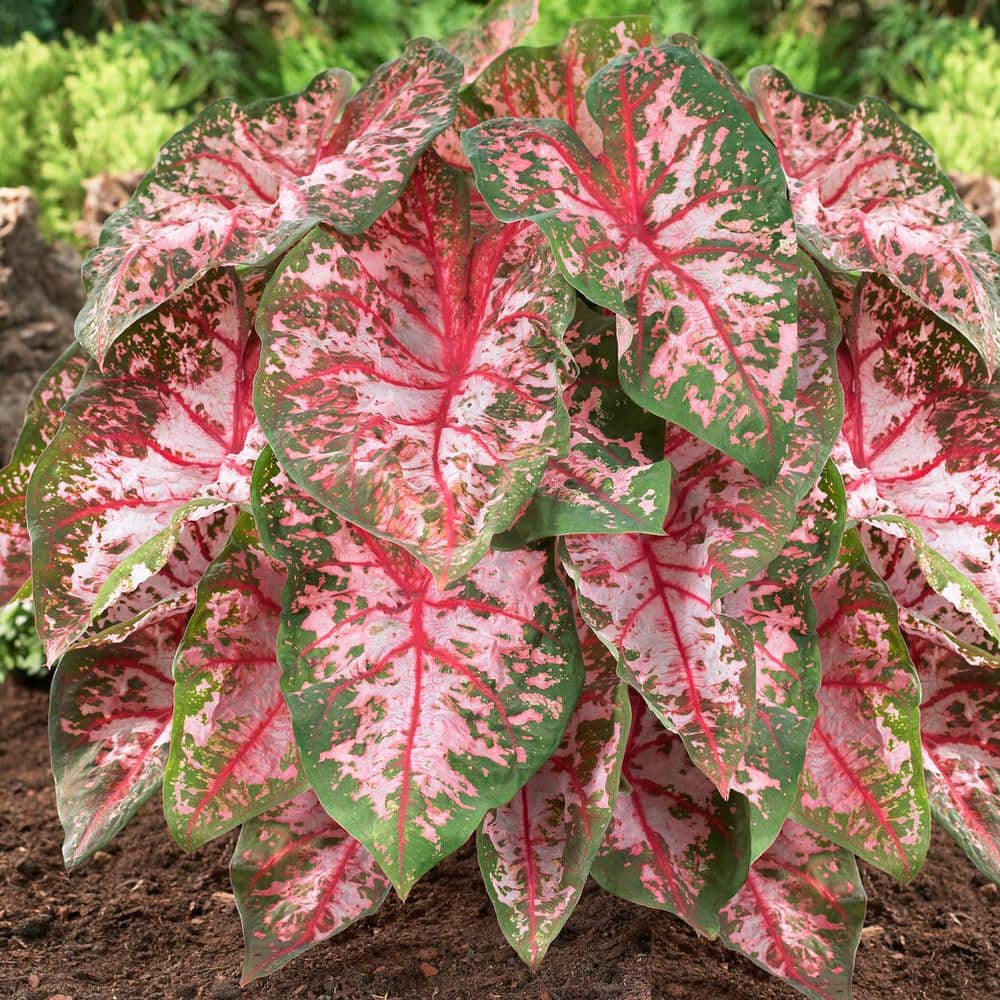  Carolyn Whorton Pink Caladium Bulbs, Bare Roots (Bag Of 10)