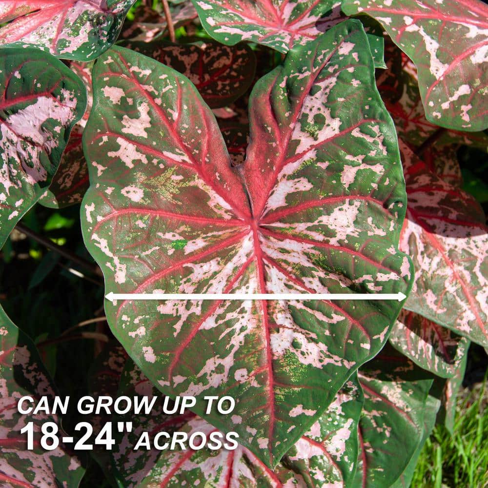  Carolyn Whorton Pink Caladium Bulbs, Bare Roots (Bag Of 40)