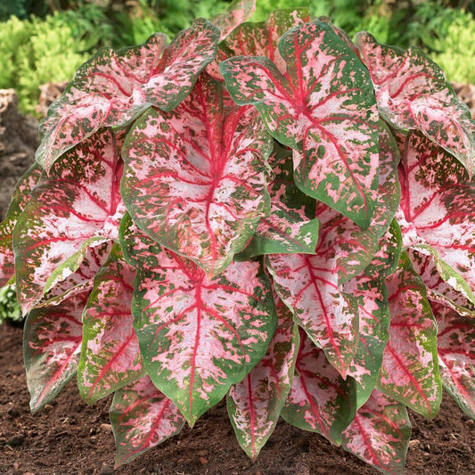  Carolyn Whorton Pink Caladium Bulbs, Bare Roots (Bag Of 40)