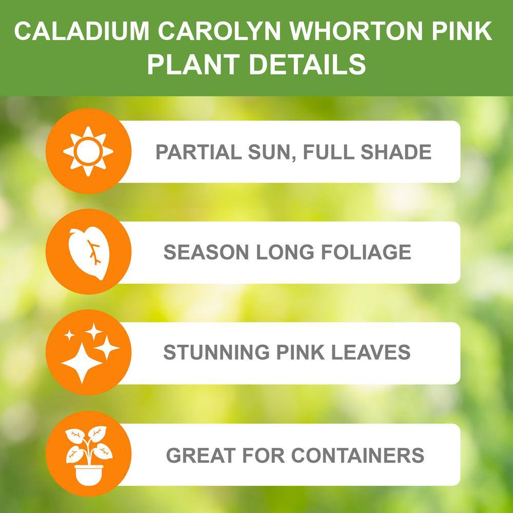  Carolyn Whorton Pink Caladium Bulbs, Bare Roots (Bag Of 40)