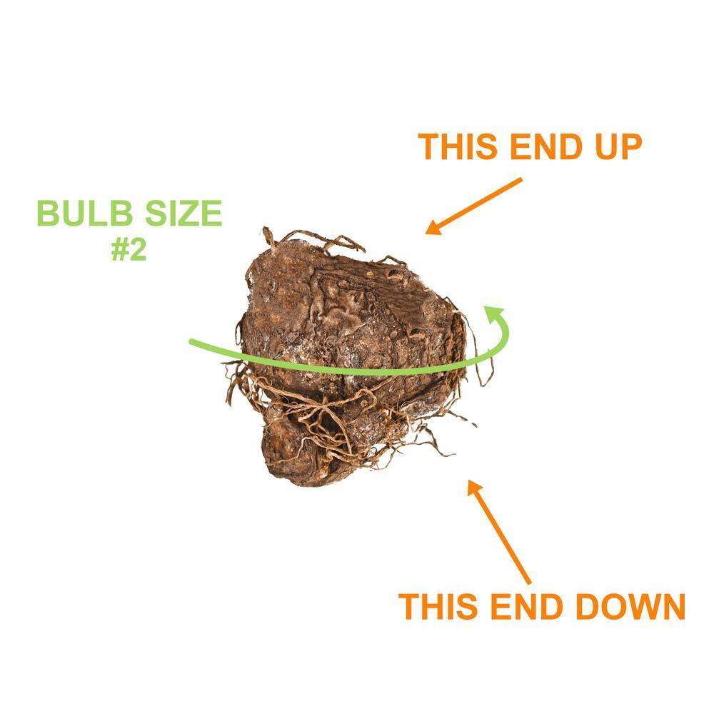  Aaron White Caladium Bulbs, Bare Roots (Bag Of 10)