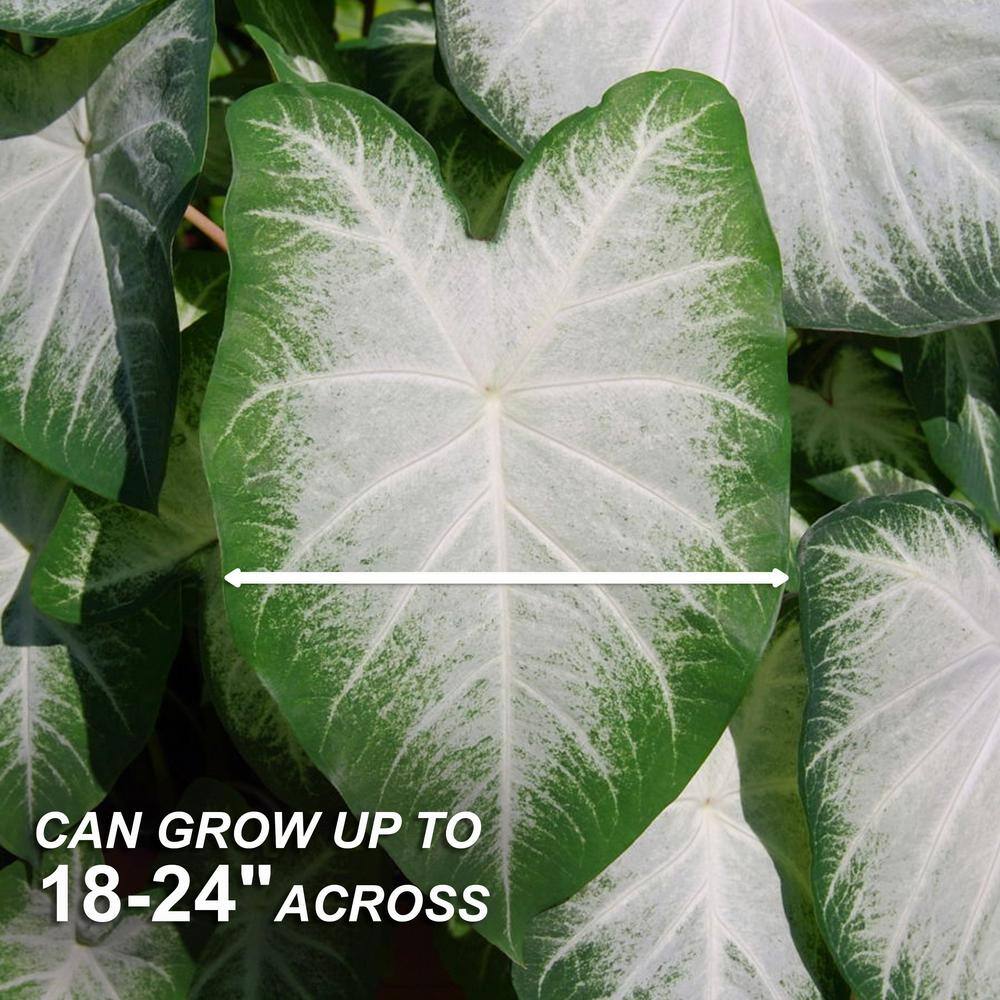  #2, Aaron White Caladium Bulbs, Bare Roots (Bag Of 20)