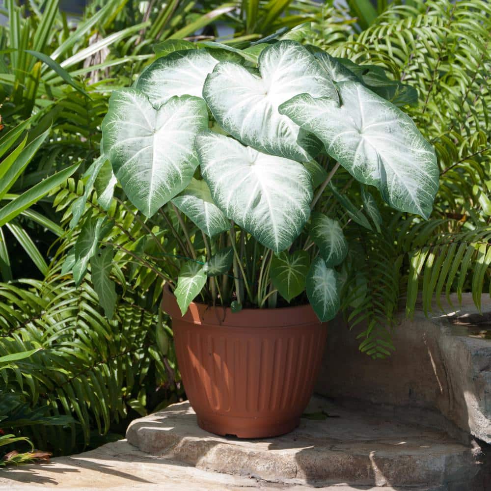  #2, Aaron White Caladium Bulbs, Bare Roots (Bag Of 40)