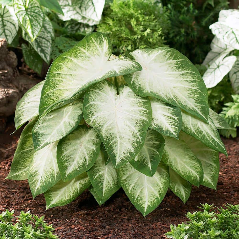  #2, Aaron White Caladium Bulbs, Bare Roots (Bag Of 40)