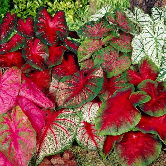  #2, Mixed Caladium Bulbs, Bare Roots (Bag Of 10)