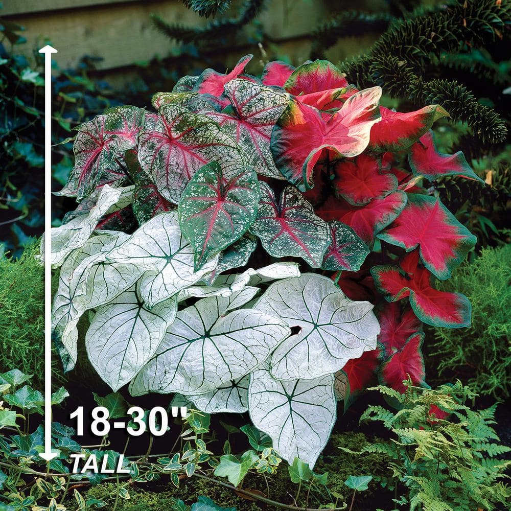  #2, Mixed Caladium Bulbs, Bare Roots (Bag Of 20)