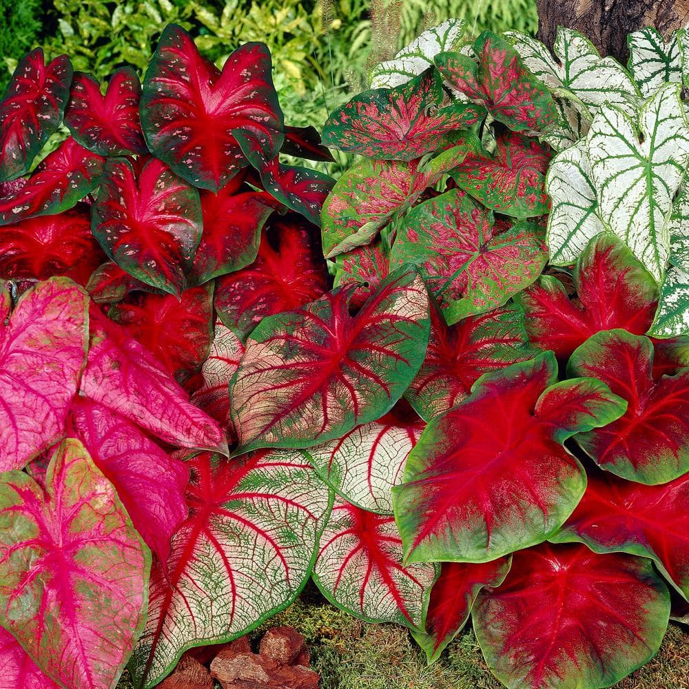  #2, Mixed Caladium Bulbs, Bare Roots (Bag Of 20)