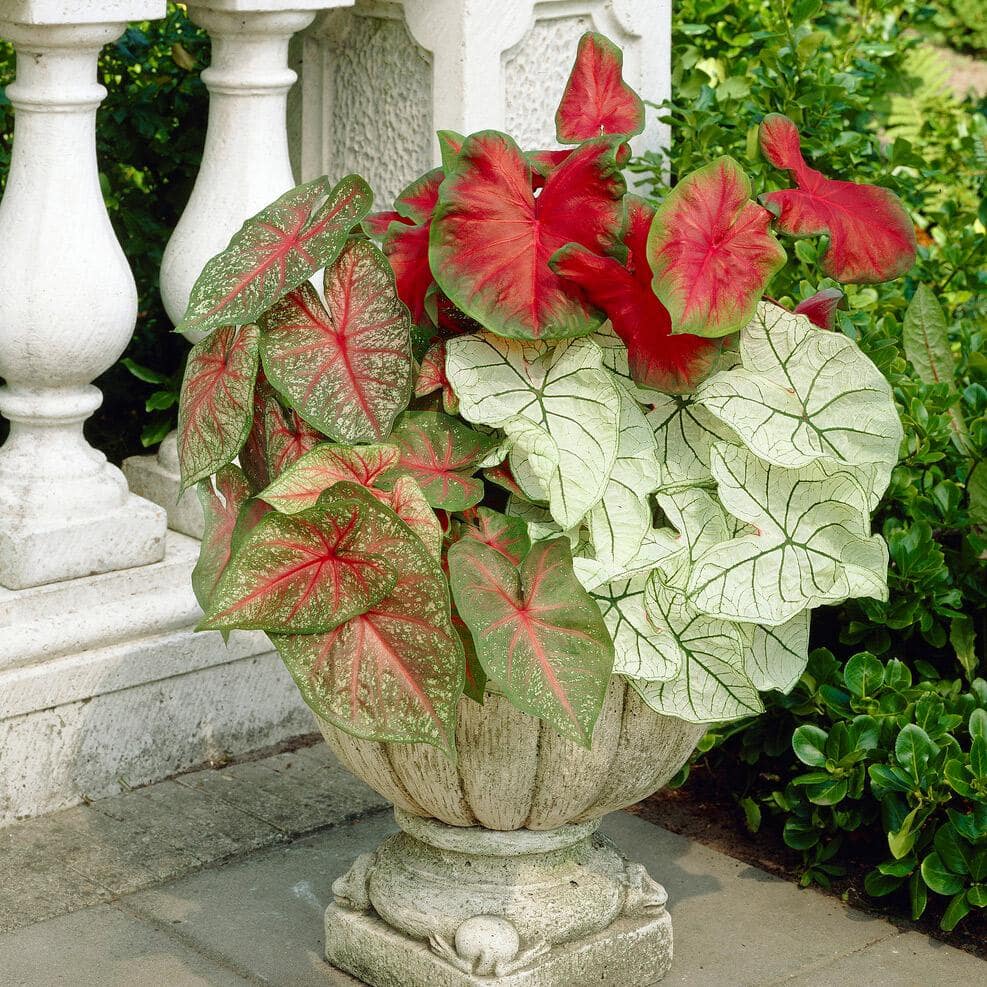  #2, Mixed Caladium Bulbs, Bare Roots (Bag Of 40)
