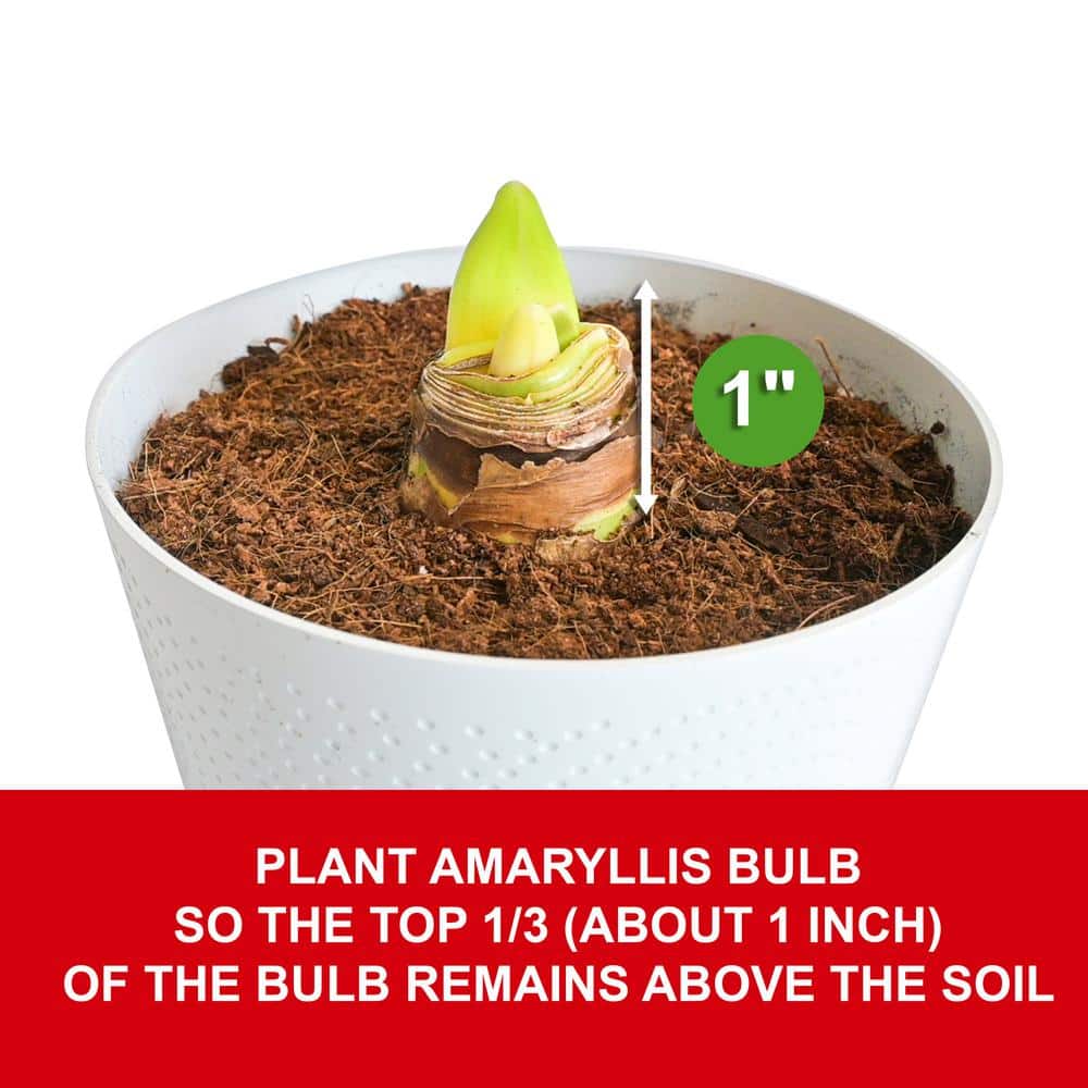  Holiday Red Lion Amaryllis Bulb Gift Kit With 6 In. White Planter, 26/28cm