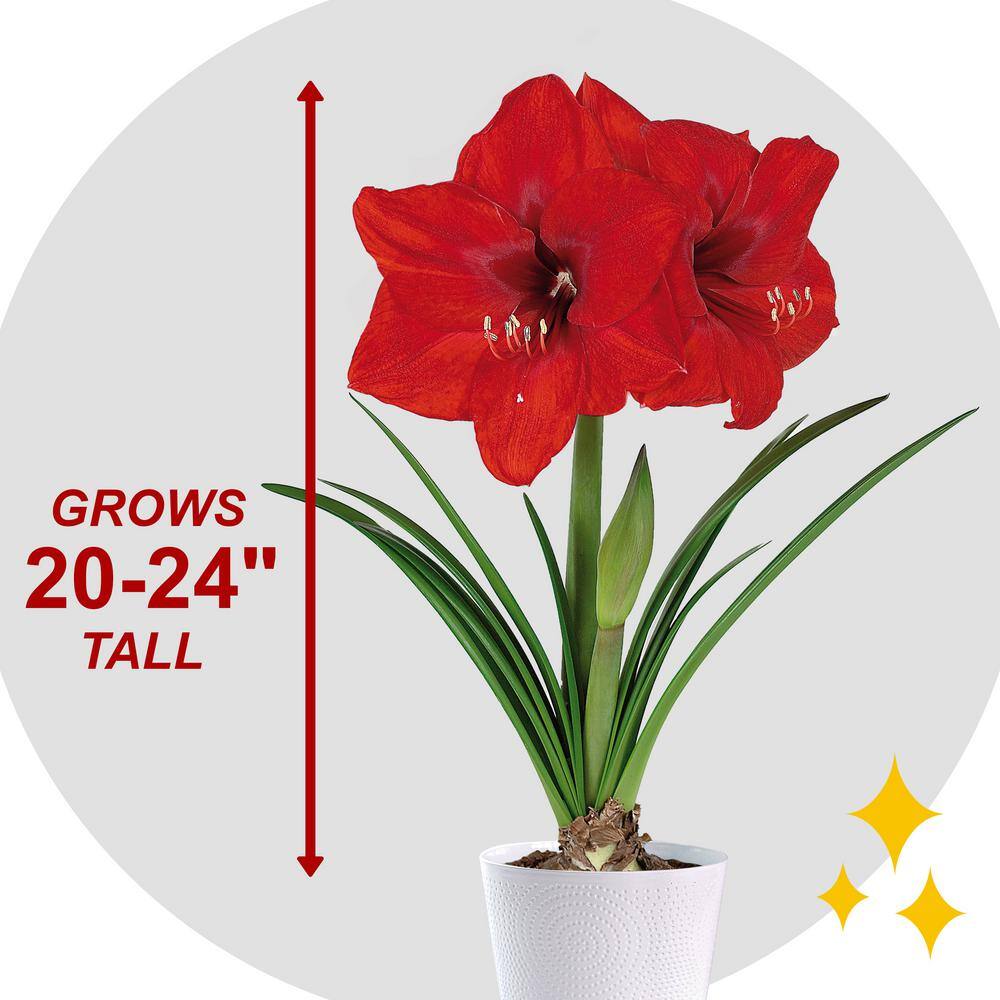 Holiday Red Lion Amaryllis Bulb Gift Kit With 6 In. White Planter, 26/28cm