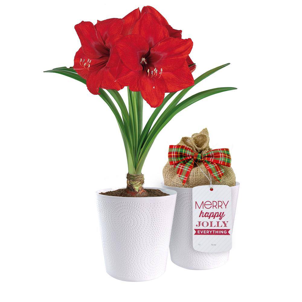  Holiday Red Lion Amaryllis Bulb Gift Kit With 6 In. White Planter, 26/28cm